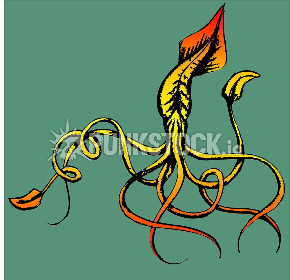 Squid squids octopus vector graphic