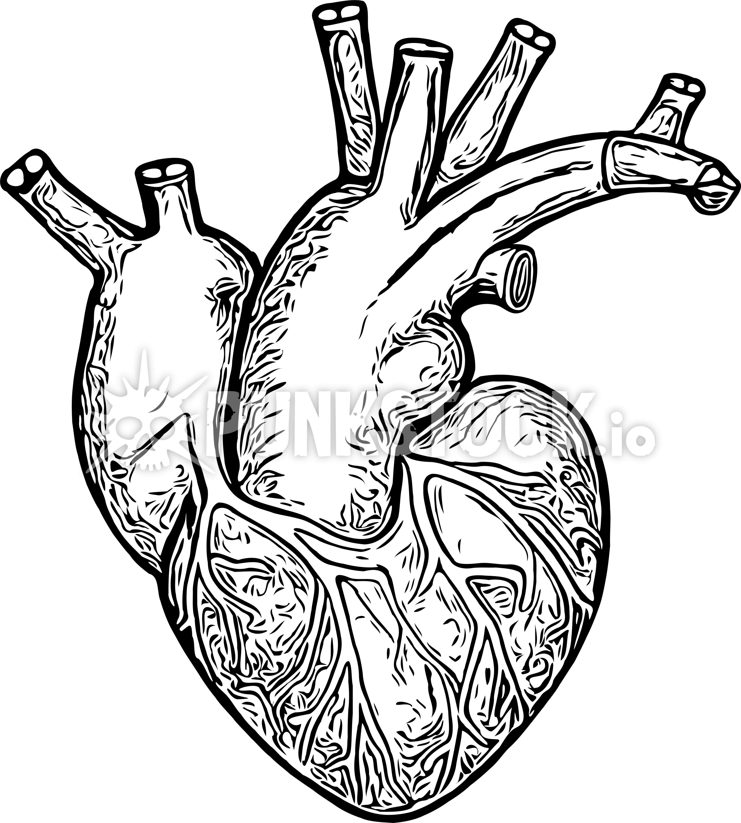 Heart aorta vein vector graphic