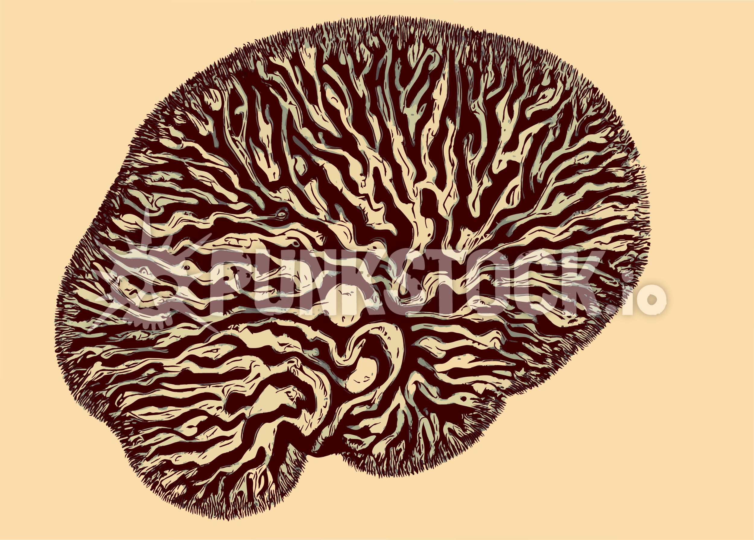 Brain brains biology vector graphic