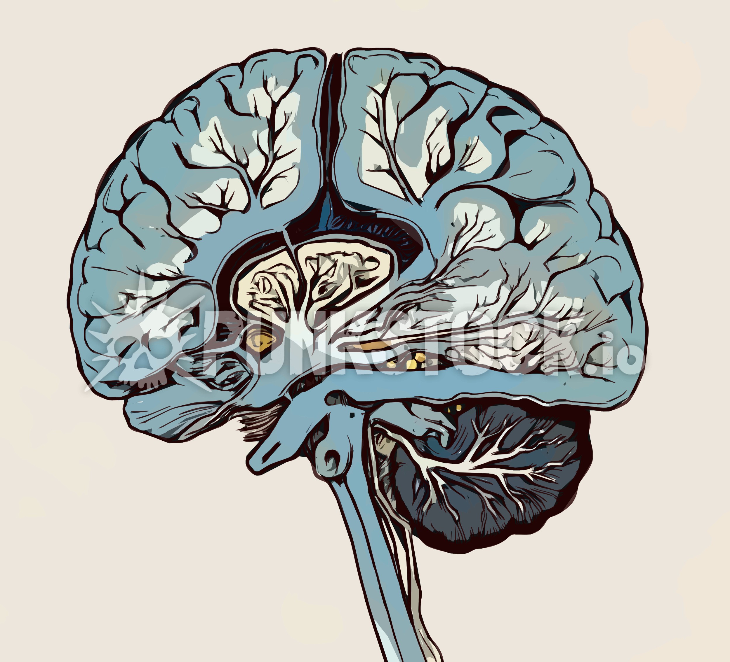 Brain brains spine vector graphic