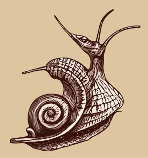 Snail vector graphic